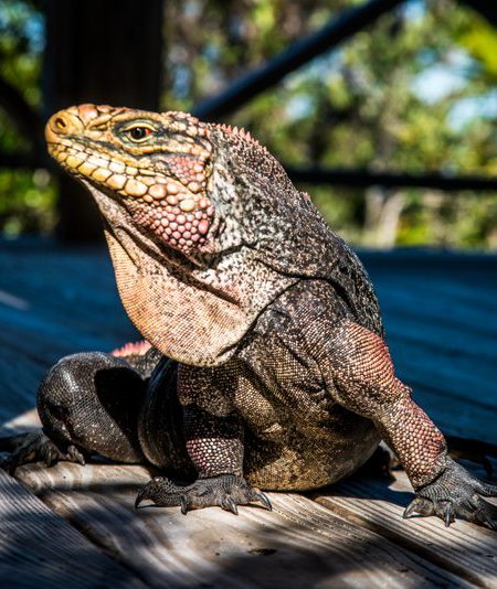 Bahamian Iguana at West Side National Park