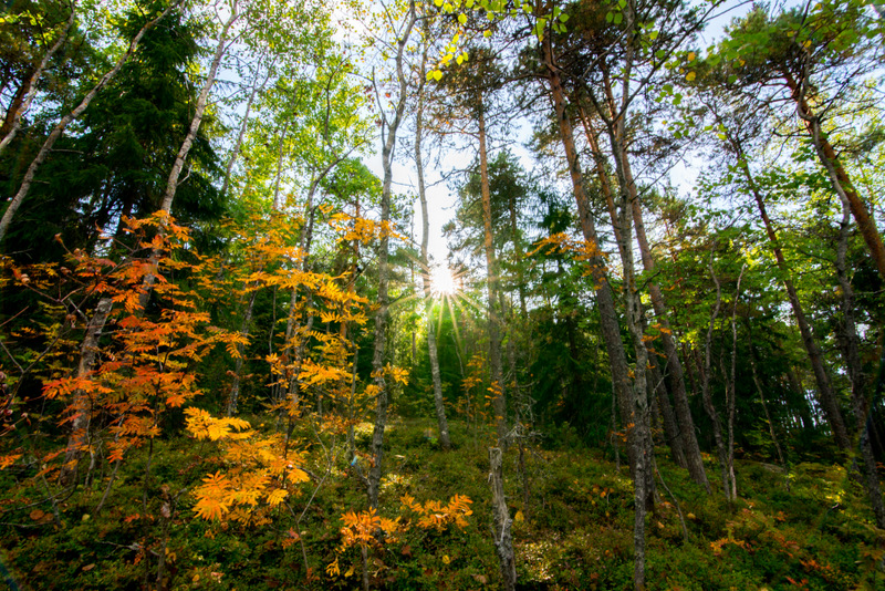 Autumm colors turned the forests of Saimaa into fairytale locations - Road trip in Saimaa