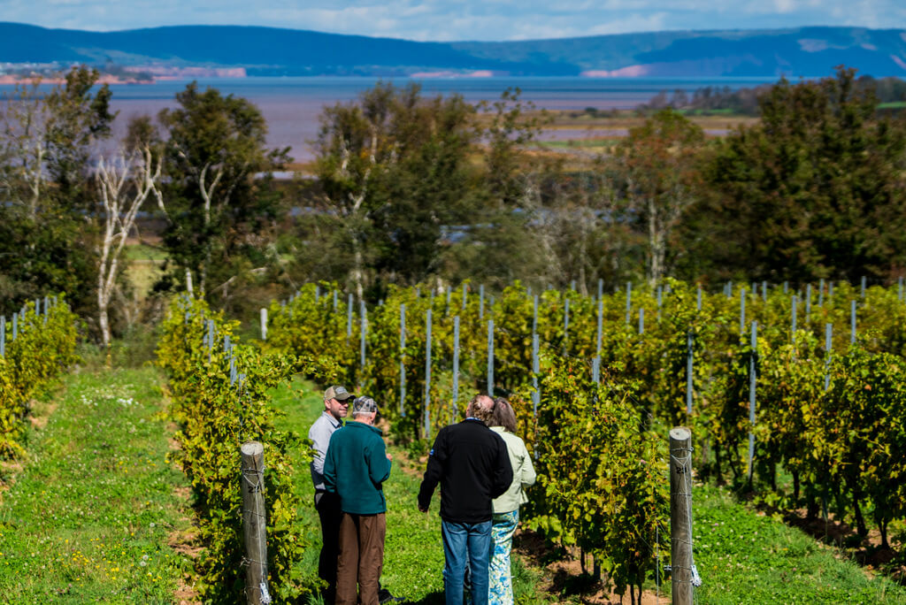 Nova Scotia is growing up as a wine destination in North America