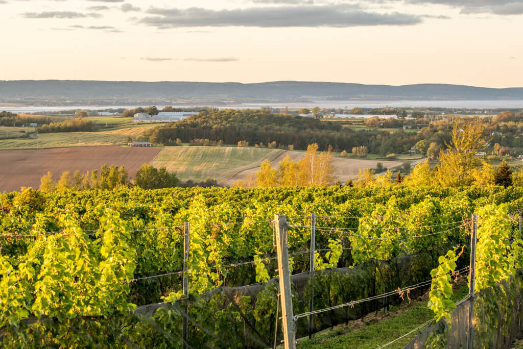 View over the Annapolis Valley in Nova Scotia - Wine is being affected by climate change