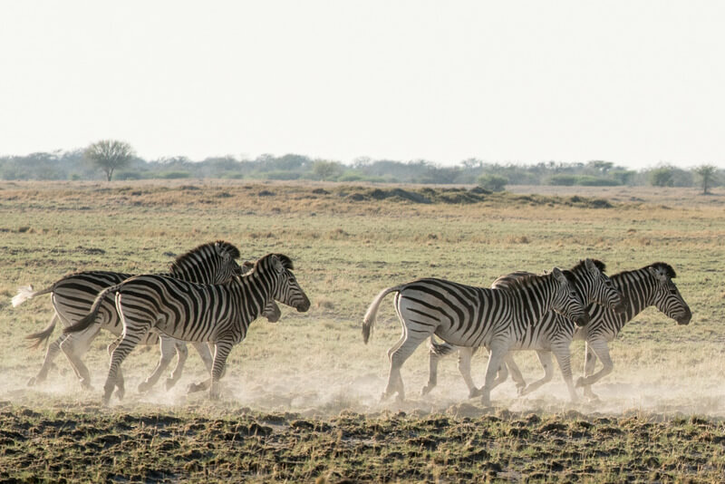 thousands of zebras migrate each year and cross the Makgadikgadi Pans