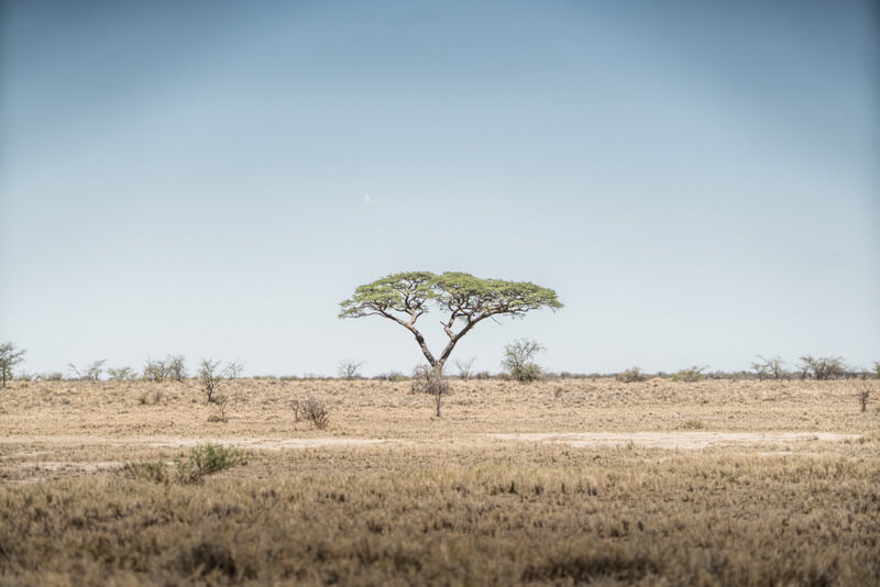 Flat savannas surrounding the pans 