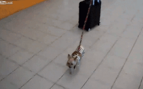Dog Backpack