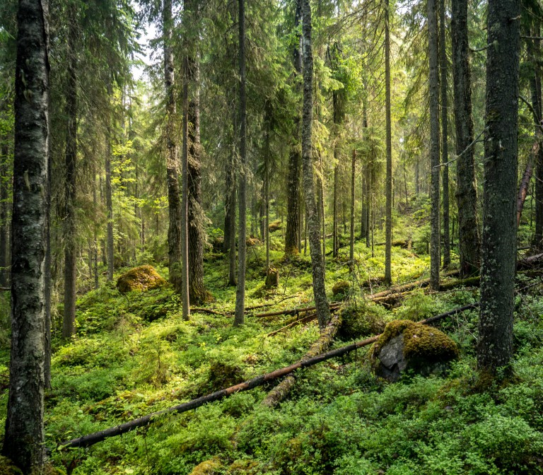 Finland National Park