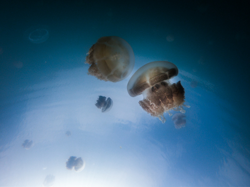 Swimming with jellyfish at the jellyfish lake in Palau