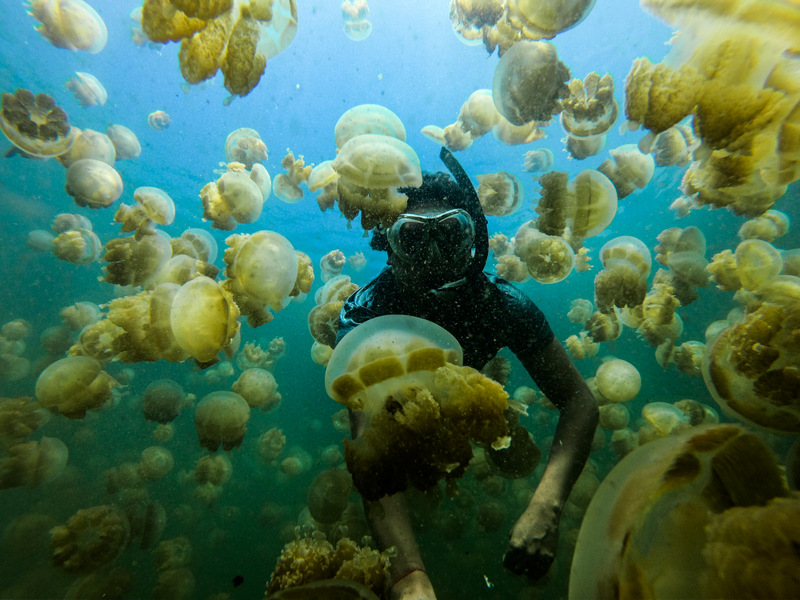 Swimming at the jellyfish Lake in Palau