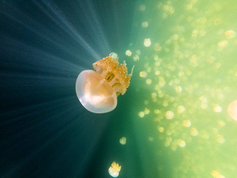 Jellyfish at the jellyfish wall in Palau