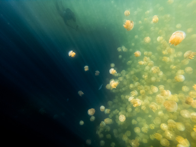 Jellyfish wall in the mornings at the jellyfish lake in Palau