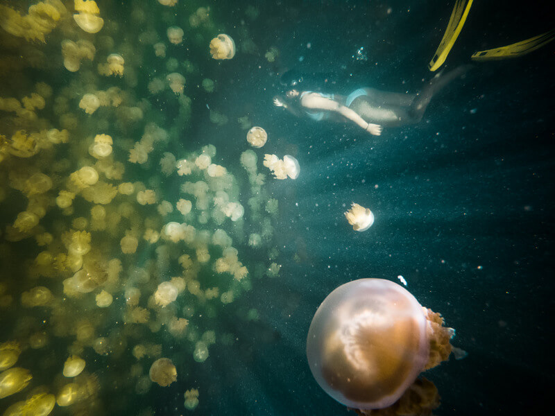 Someone swimming at the border of the jellyfish wall