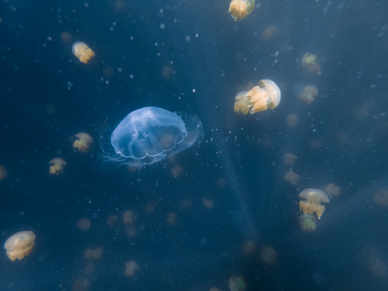 Golden jellyfish next to moon jellyfish at the Jellyfish Lake