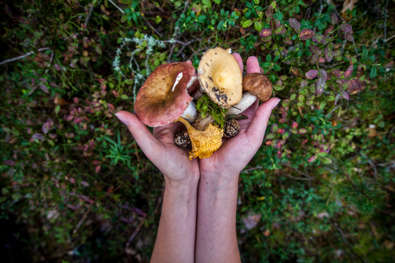 Mushroom picking in Saimaa - Road trip in Saimaa