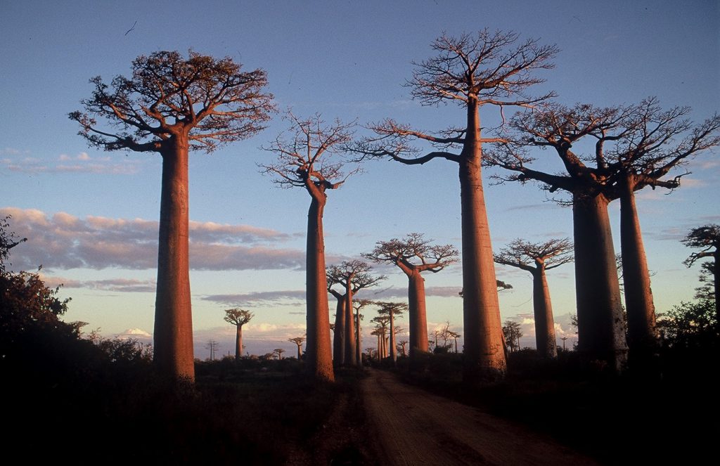 Baobabs are unique flora of Madagascar - Six places in six countries for travel photography lovers - Baobabs in Madagascar