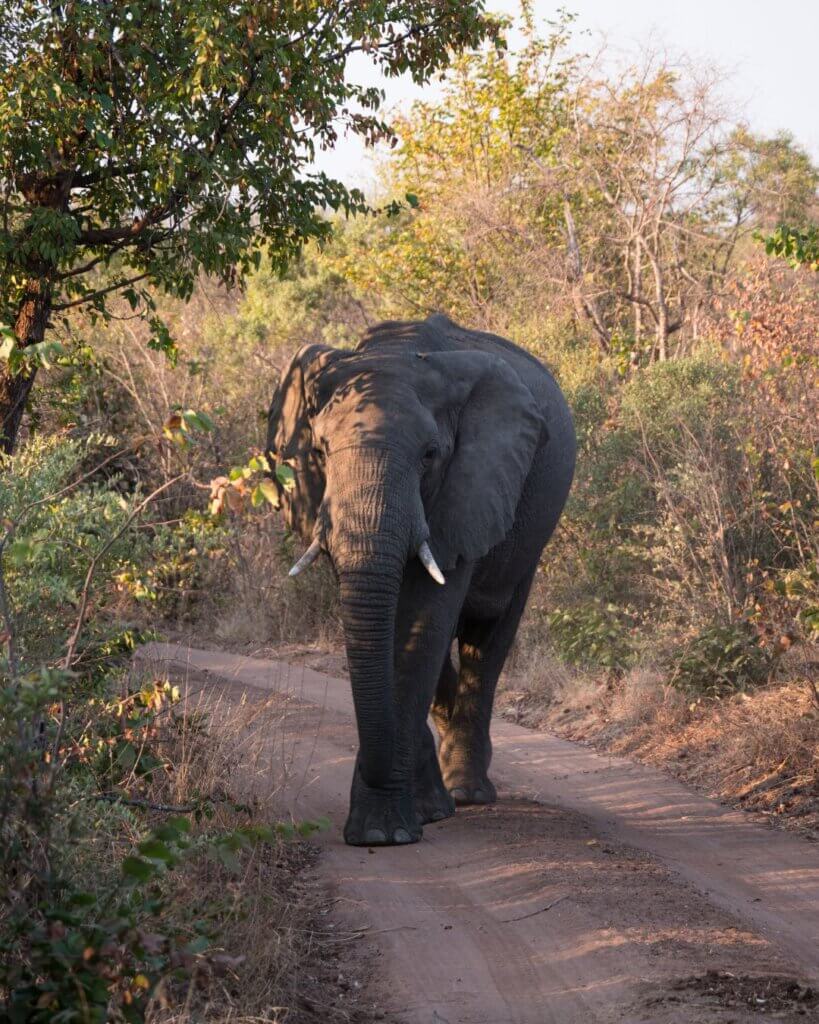 elephants are quite common during the dry months at Zambezi National Park