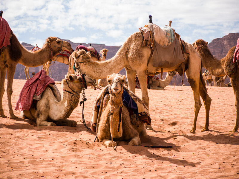 Camels resting after a day tour in Wadi Rum