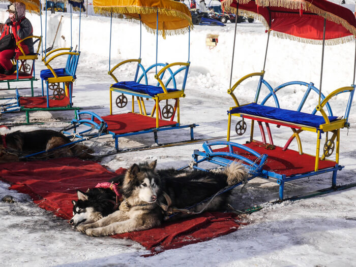 Sled dogs at the frozen Songhuajiang river in Harbin