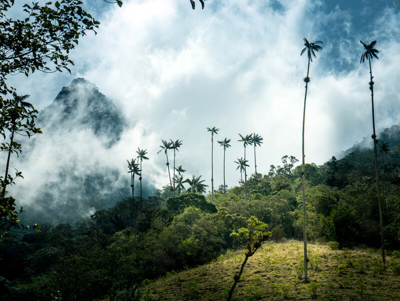 Trekking around the Cocora Valley in Salento is one of the most popular activities in Colombia