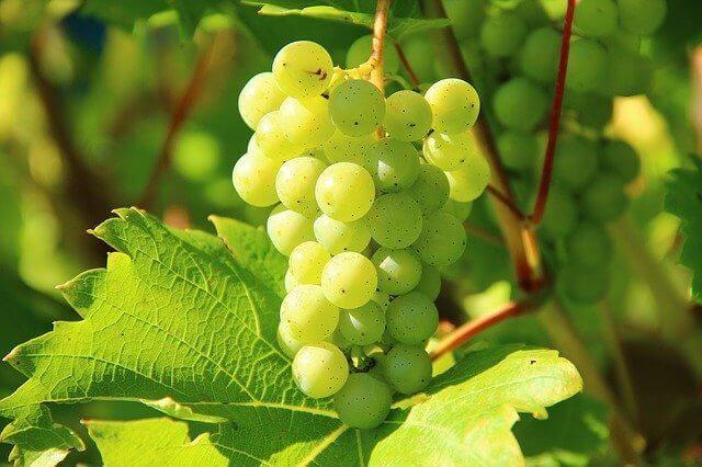 grapes of Nova Scotia