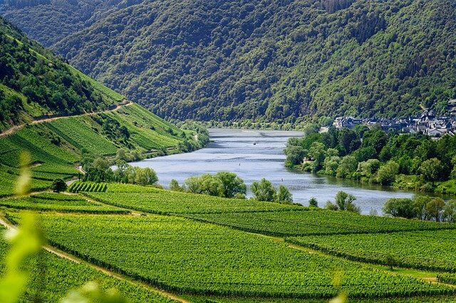 Effects of climate change in wine - Wine area of Mosel in Germany