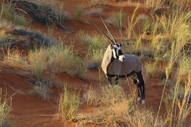 Arabian Oryx in Qatar