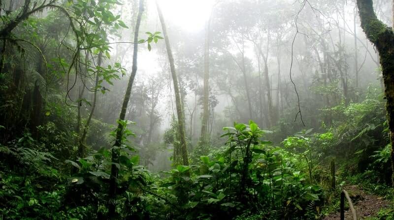 The amazon is a foggy rainforest