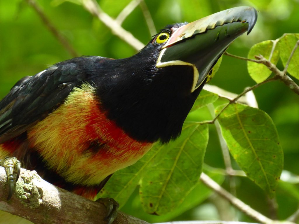 Biodiversity at Peten . Photo of a tucan in Tikal