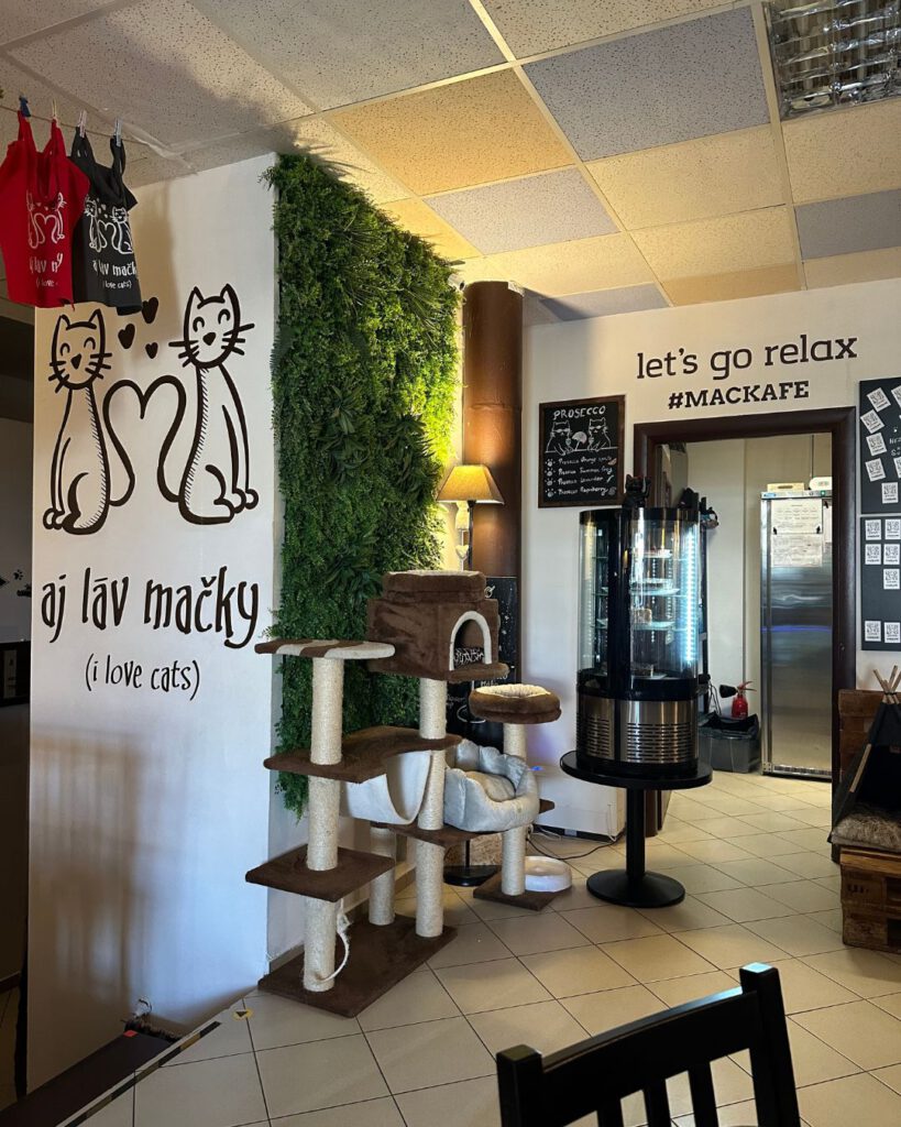 Cat Cafe in Bratislava