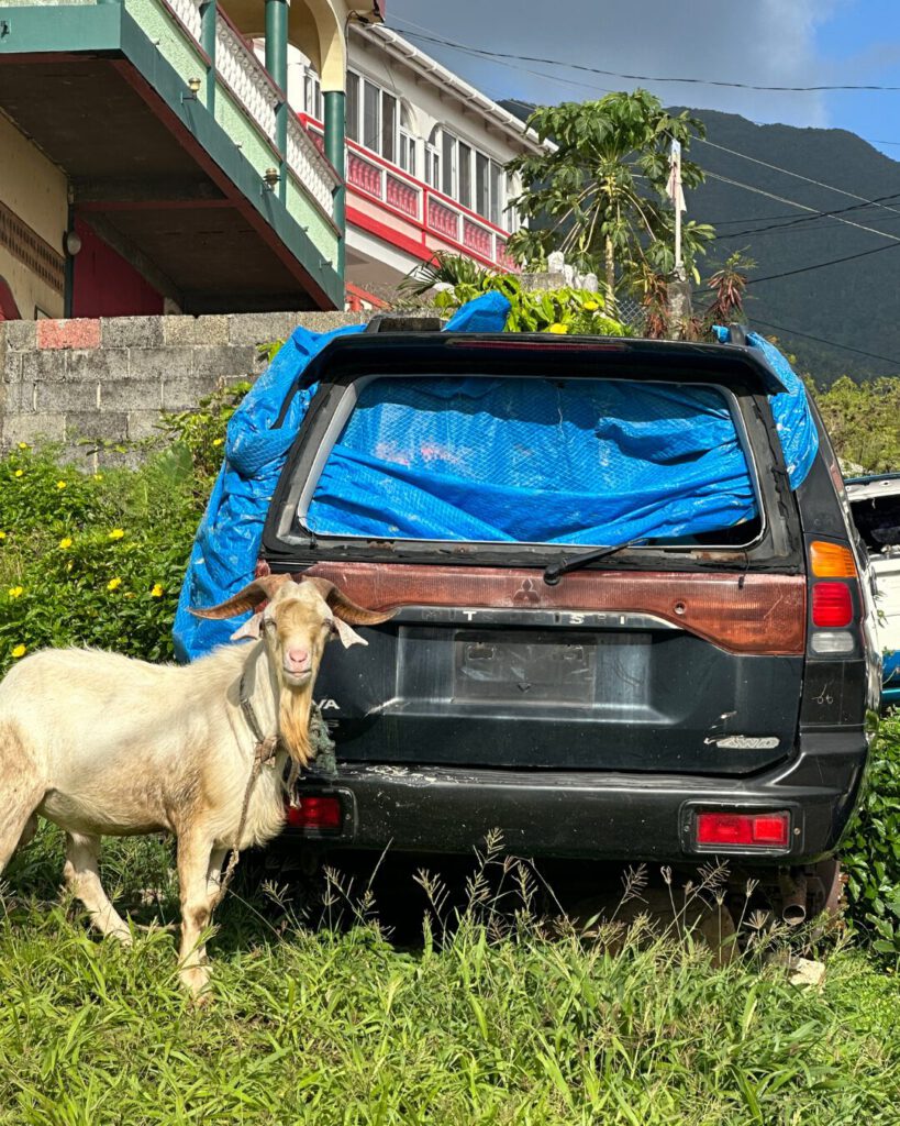 Destroyed cars in Dominica