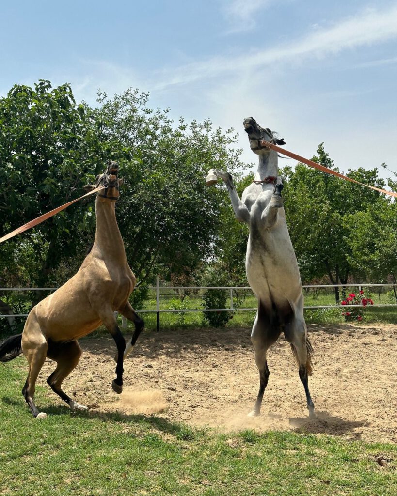 Gokdepe Village & Ahal-Teke Horses