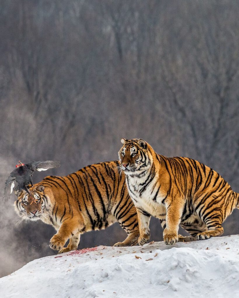 Siberian Tiger Park