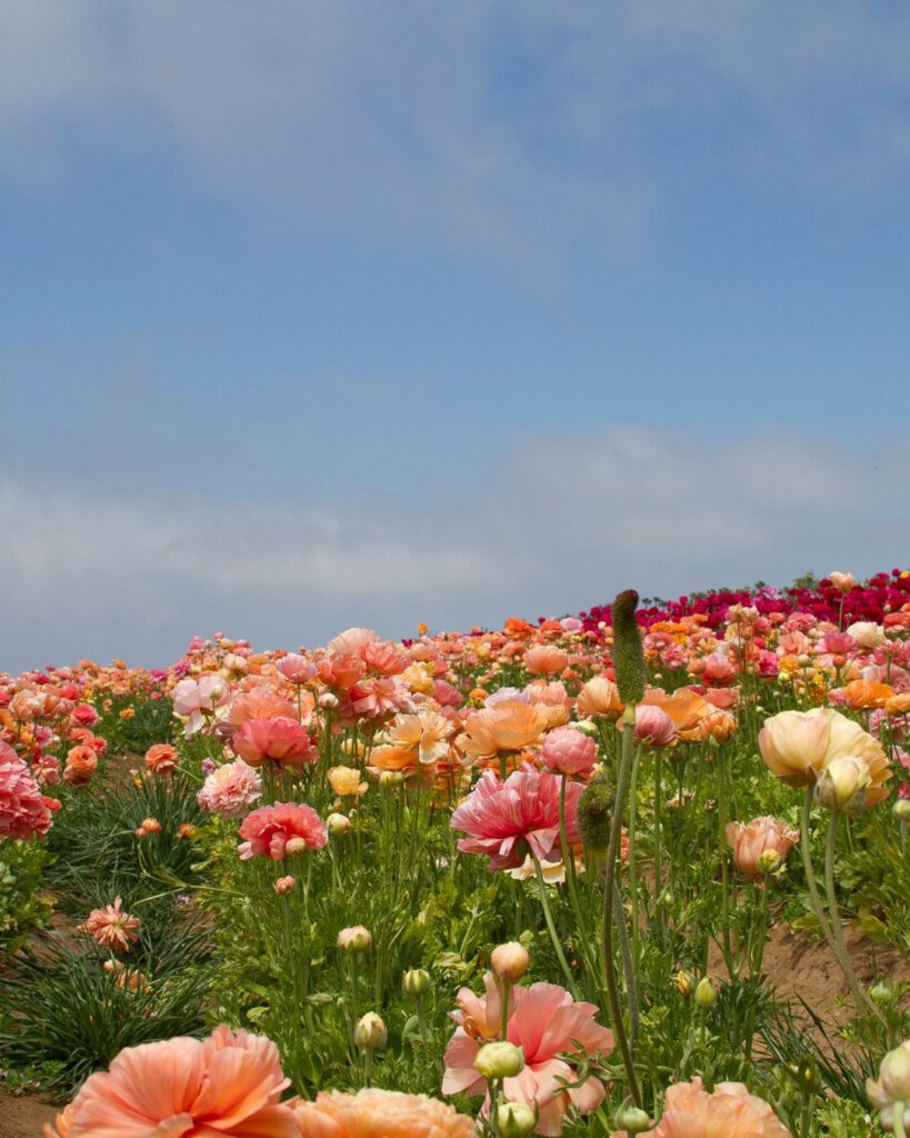  Bulgarian Rose Water from the Valley of Roses