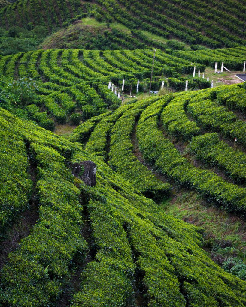 Floral Teas from Asia