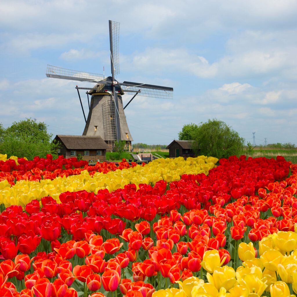 Floral Souvenirs: The Most Beautiful Bloom-Based Gifts to Bring Back from Your Travels