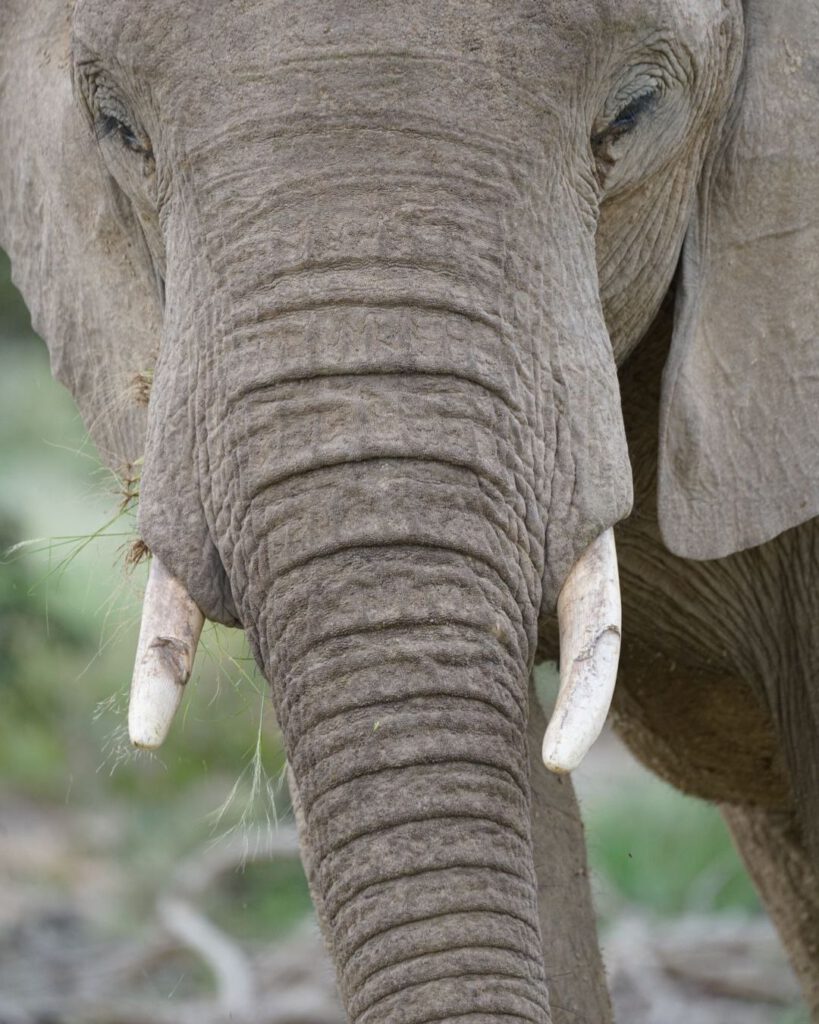 Search for Desert-Adapted Elephants
