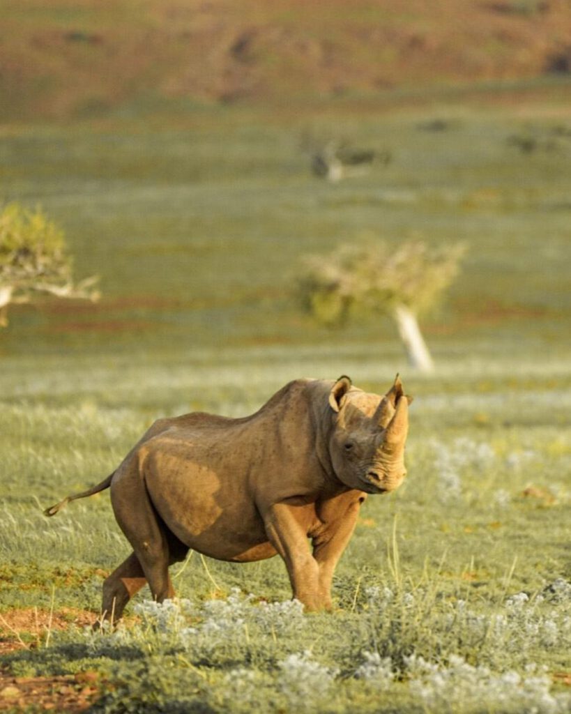 The Magic of Tracking Rhinos in Southern Africa