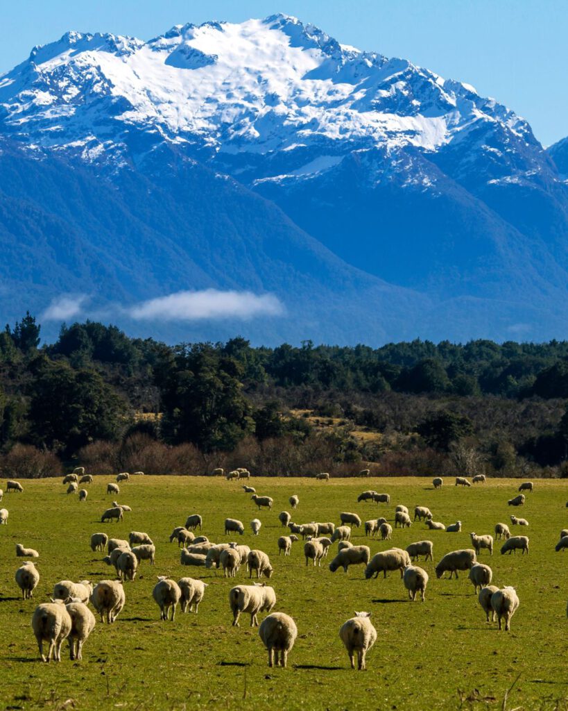 New Zealand landscapes with animals and mountains