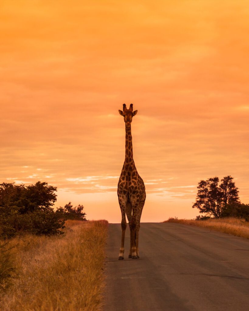 View of a giraffe in the middle of the street in South Africa at Sunset-  Kruger National Park