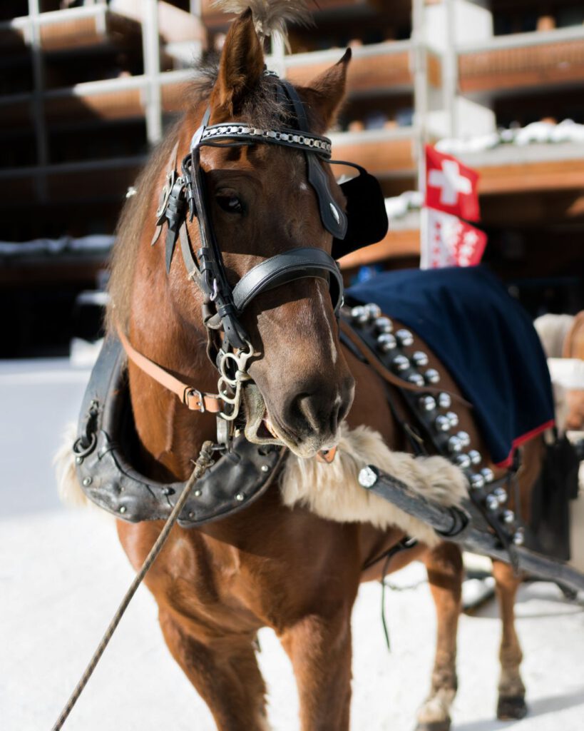 5 Best Things to Do in Zermatt in December