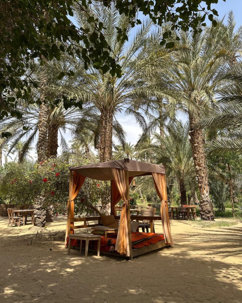 Oasis in Nefta 