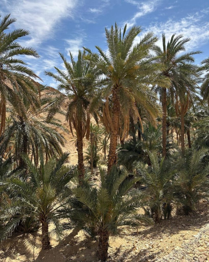 Oasis in Tunisia