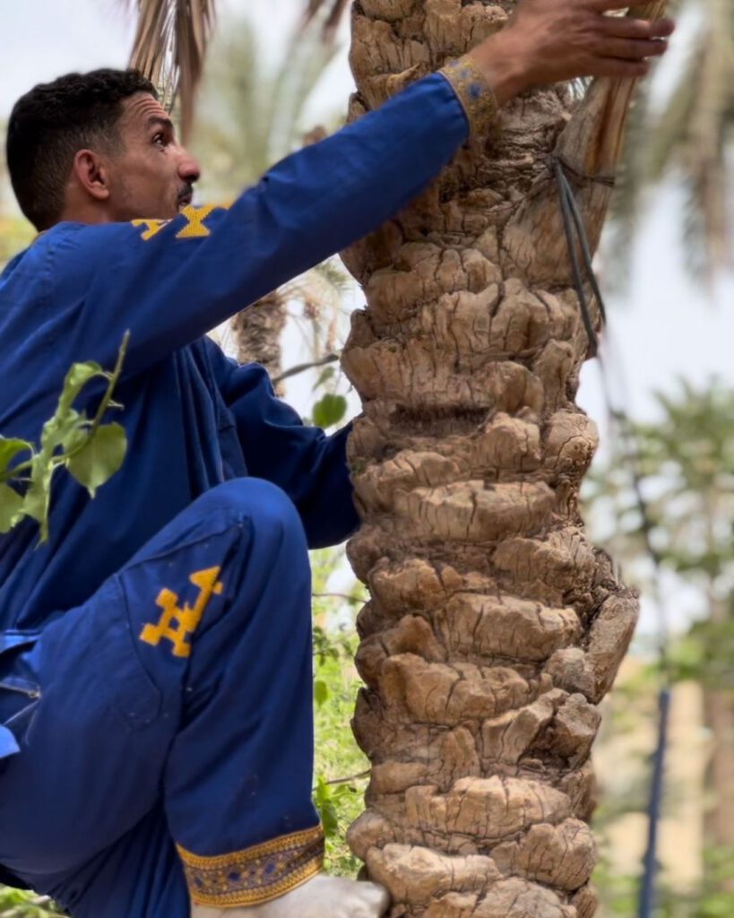Dates picker in Tunisia