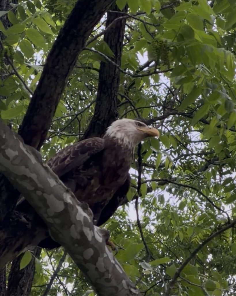 Bald Eagle at Pere Marquette State Park
